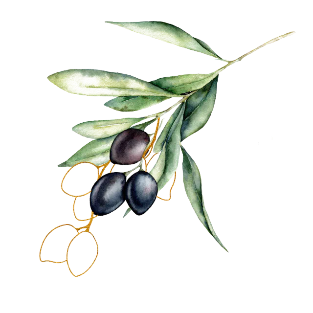 olive Branch